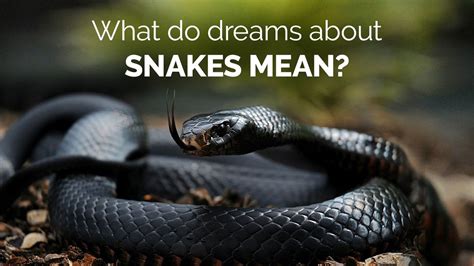 Confronting Fear: A Dream About Apologizing and Snakes